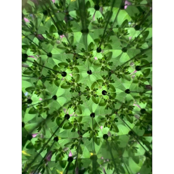 Huckleberry - Kaleidoscope